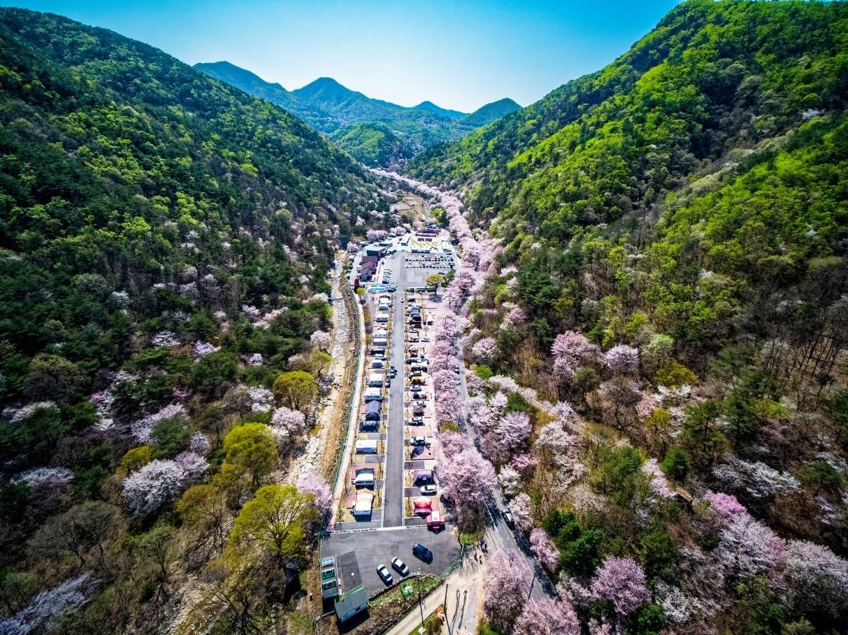 산꽃벚꽃마을 오토캠핑장 / 금산군