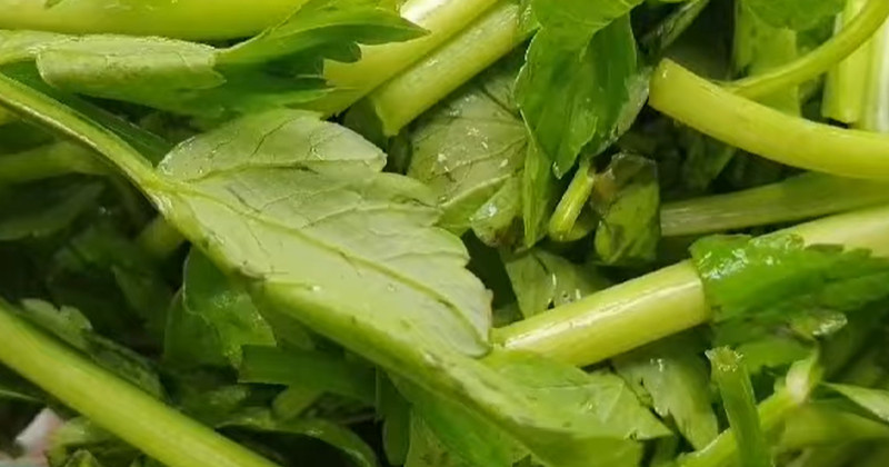 유튜브 '헬시주스 healthy juice'