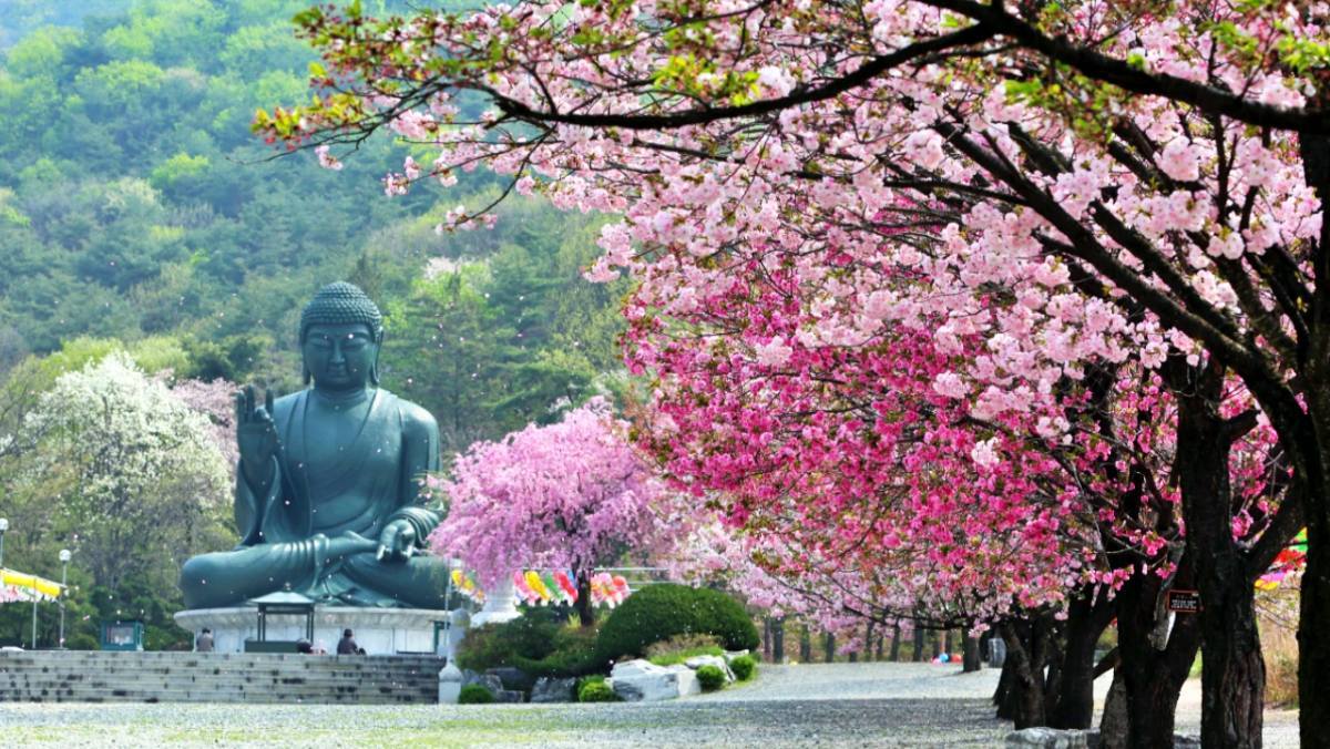 이런 벚꽃 명소는 처음일 겁니다…무려 '60톤' 청동좌불 품은 '무료' 사찰