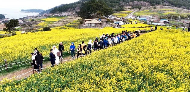 완도 청산도 슬로걷기 축제에 참석한 관광객들이 활짝 핀 유채꽃길을 걷고 있다.