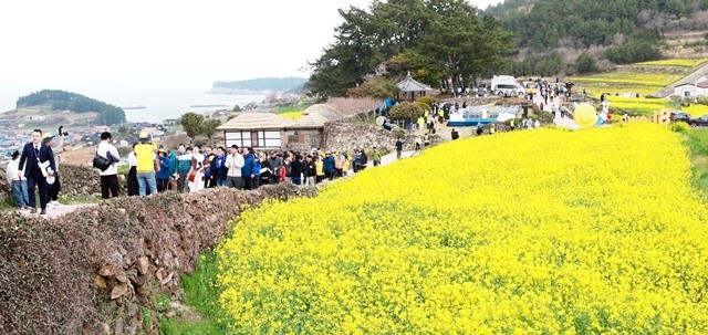 완도 청산도 슬로걷기 축제에 참석한 관광객들이 활짝 핀 유채꽃길을 걷고 있다.