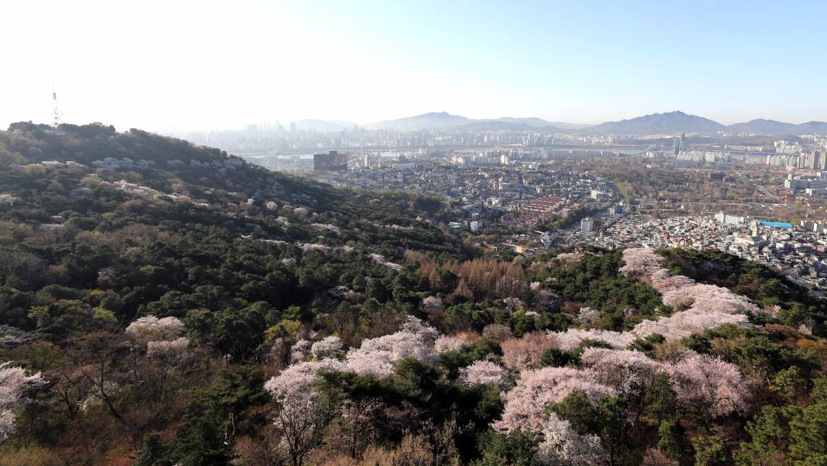 서울 남산에서 바라본 남쪽에서,봄꽃 넘어 관악산과 청계산이 선명하게 보인다.  / 연합뉴스