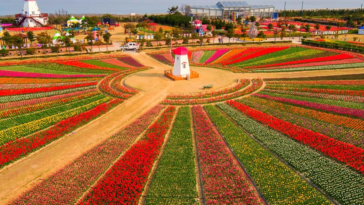 신안 튤립공원. / 뉴스1