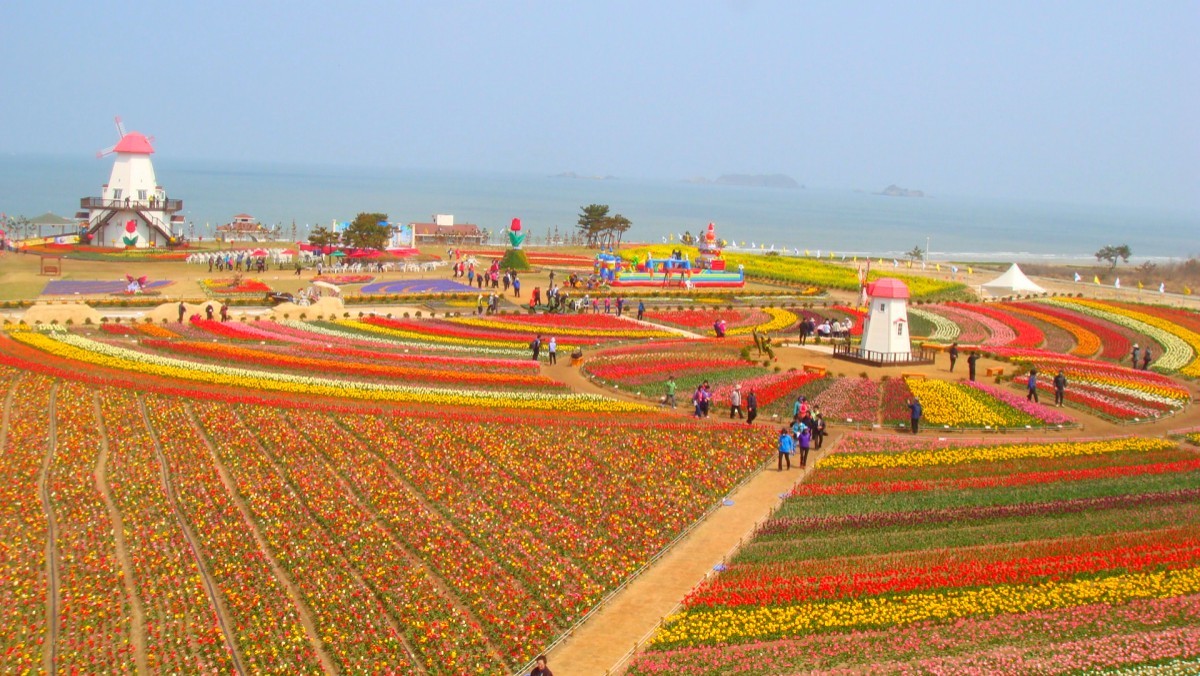신안 튤립공원. / 연합뉴스