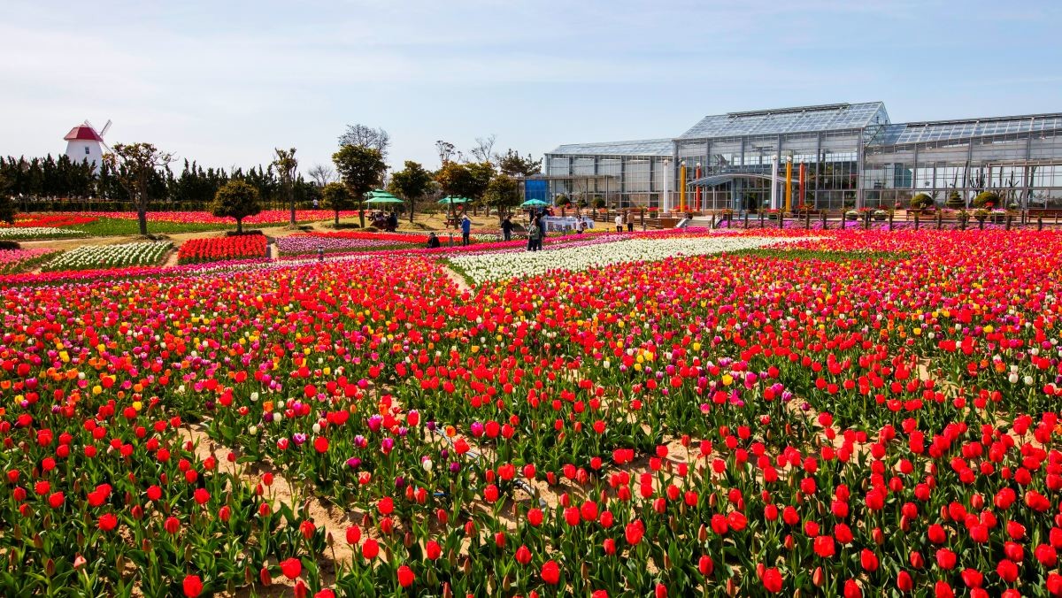 신안 튤립공원. / 뉴스1