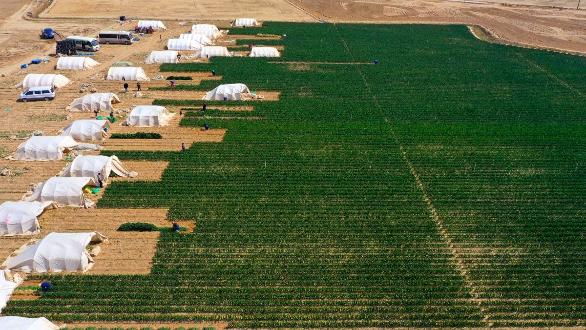 전남 신안군 임자도의 한 대파밭에서 파 수확 작업이 이뤄지고 있다. / 연합뉴스
