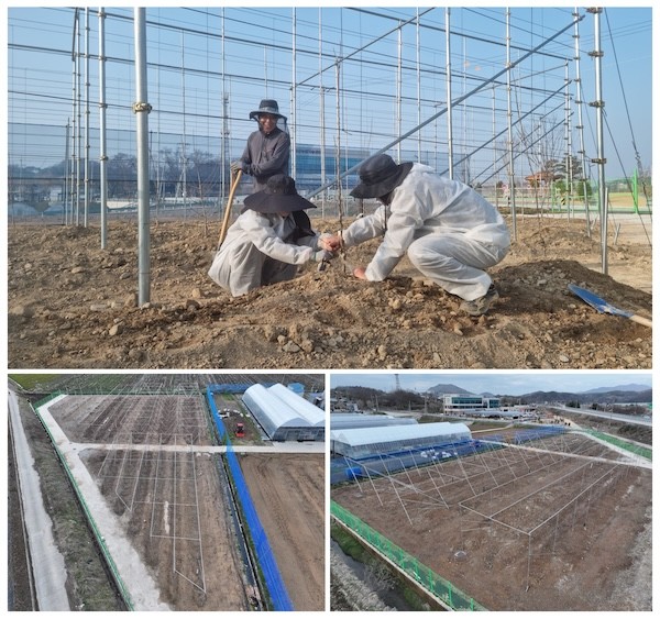 과수 실증 시험포 조성 완요 / 임실군