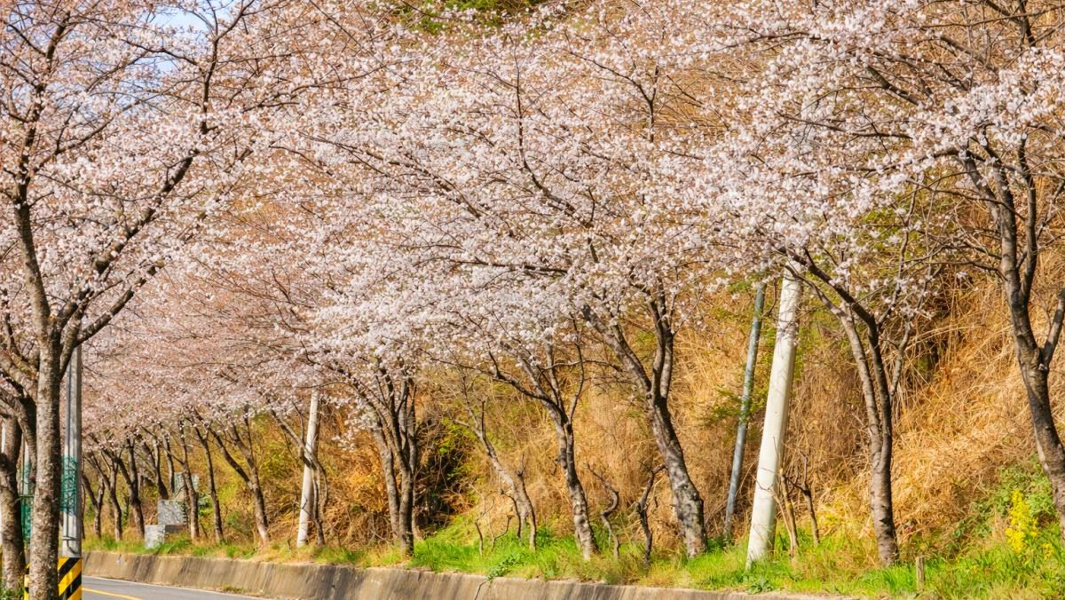 진양호 벚꽃길. / 진주시청 공식 블로그, AI
