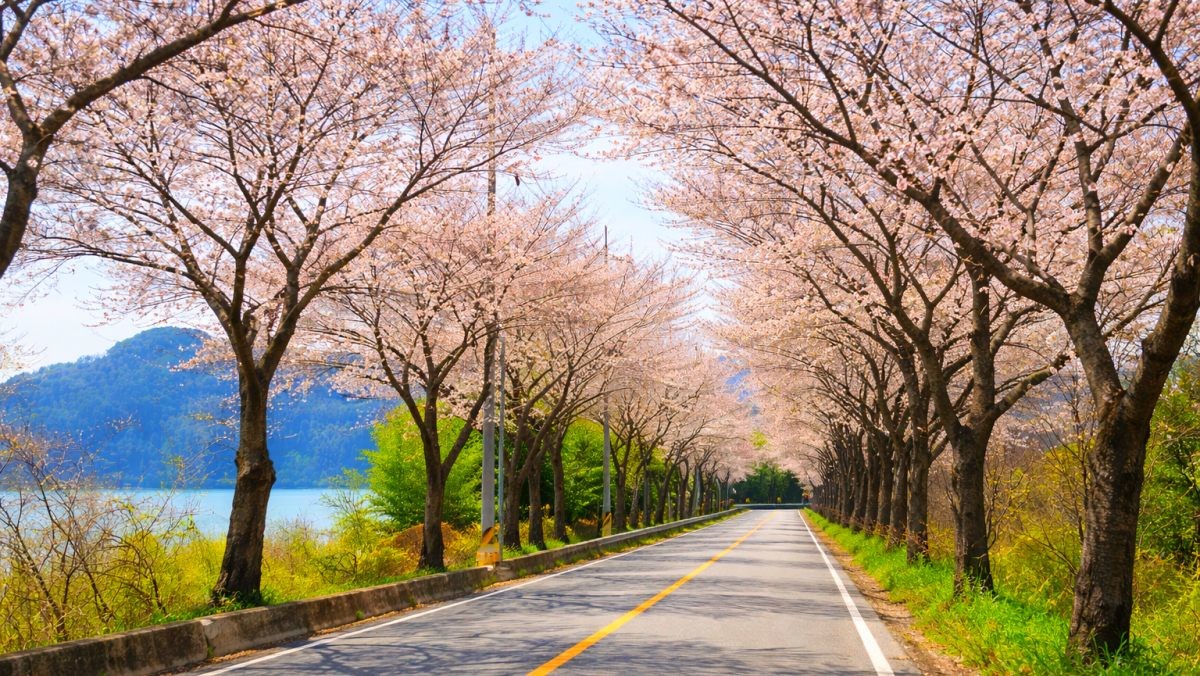 진양호 벚꽃길. / 진주시청 공식 블로그, AI
