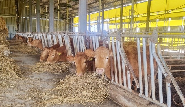 전라남도는 축산농가의 경영 안정을 위해 2026년 상반기 사료구매 융자금 1천200억 원을 지원한다고 밝혔다. / 전남도