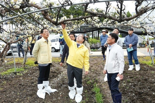 강상구 나주시장 권한대행(가운데)이 지난 6일 우박 피해를 본 노안면의 배 농가를 방문해 피해 상황을 확인하고 농민들의 애로를 청취했다. / 나주시
