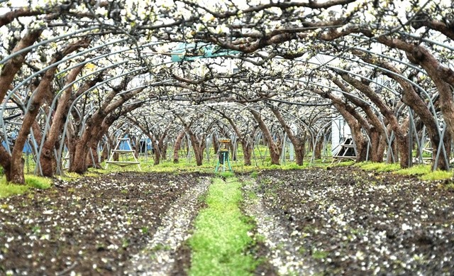 지난 6일 내린 우박으로 나주 배 농가의 배꽃 약 20%가 피해를 본 것으로 잠정 집계됐다.