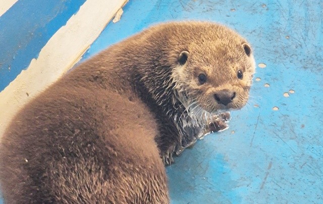 우치동물원 수달 / 광주 우치동물원