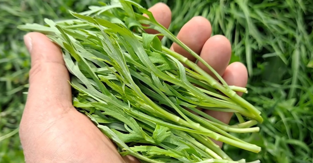 유튜브 '산야초나라 TV'