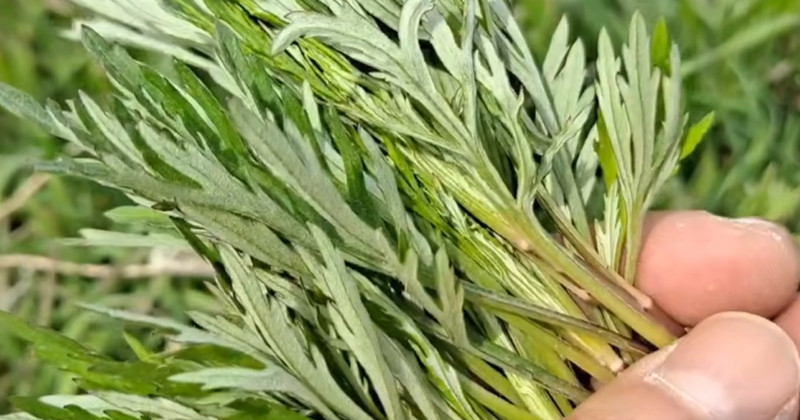 유튜브 '산야초나라 TV'