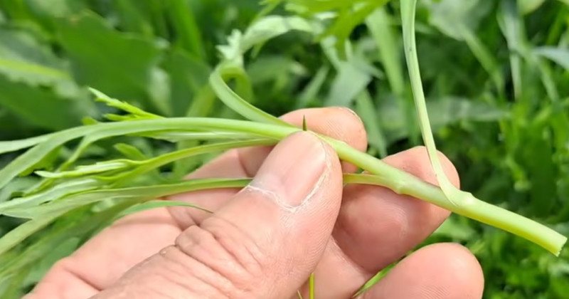 유튜브 '산야초나라 TV'