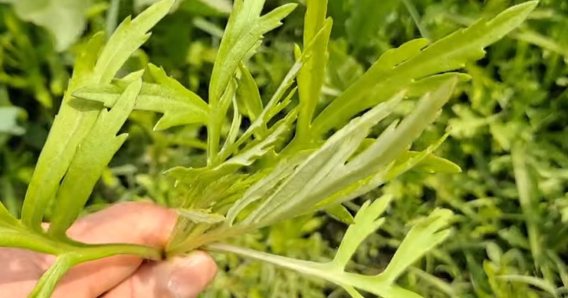 유튜브 '산야초나라 TV'