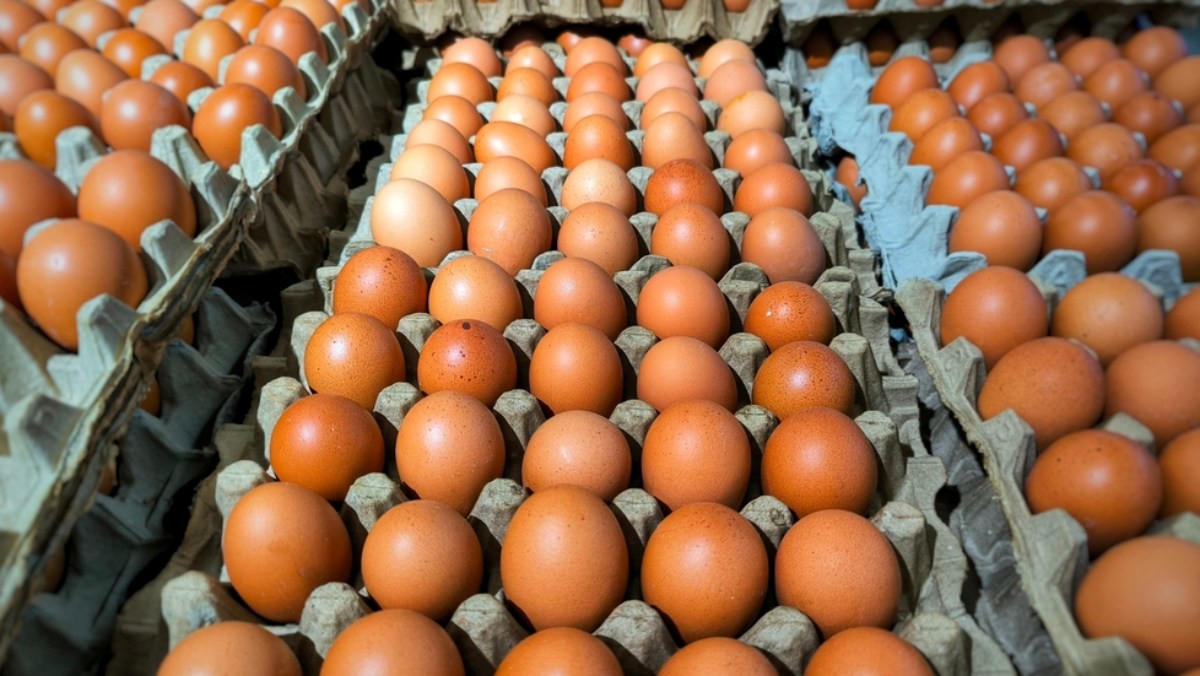 계란 자료사진 / TerraPixels-shutterstock.com