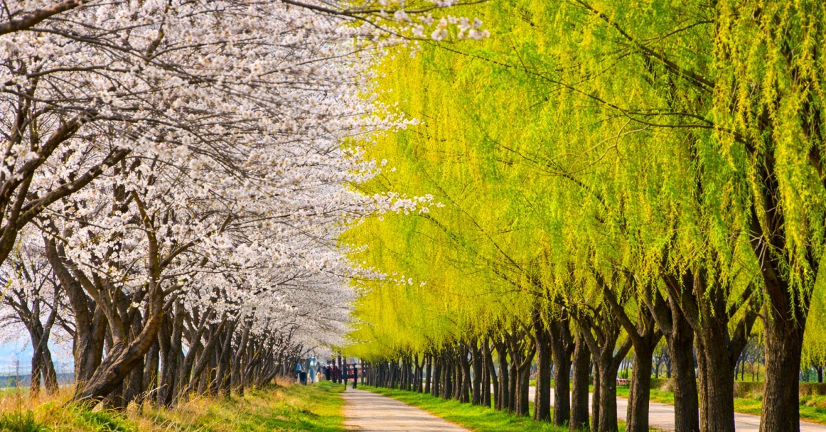 벌써 상춘객들로 난리... 벚꽃과 버드나무가 만나 '연둣빛 물결' 터진 의외의 명소