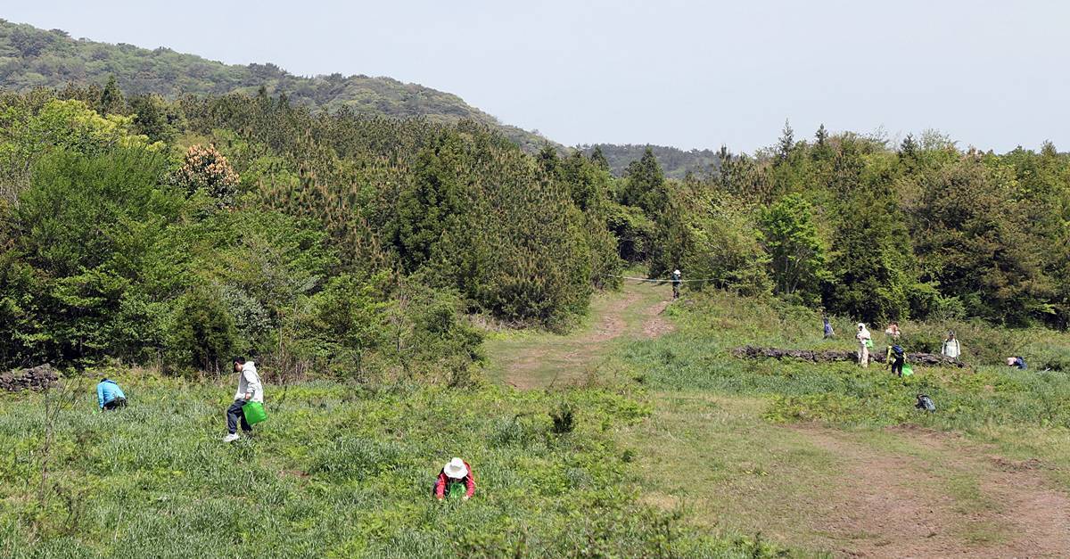 외국에선 절대 안 먹는데…제주선 4월만 되면 없어서 못 먹는 ‘이 나물’