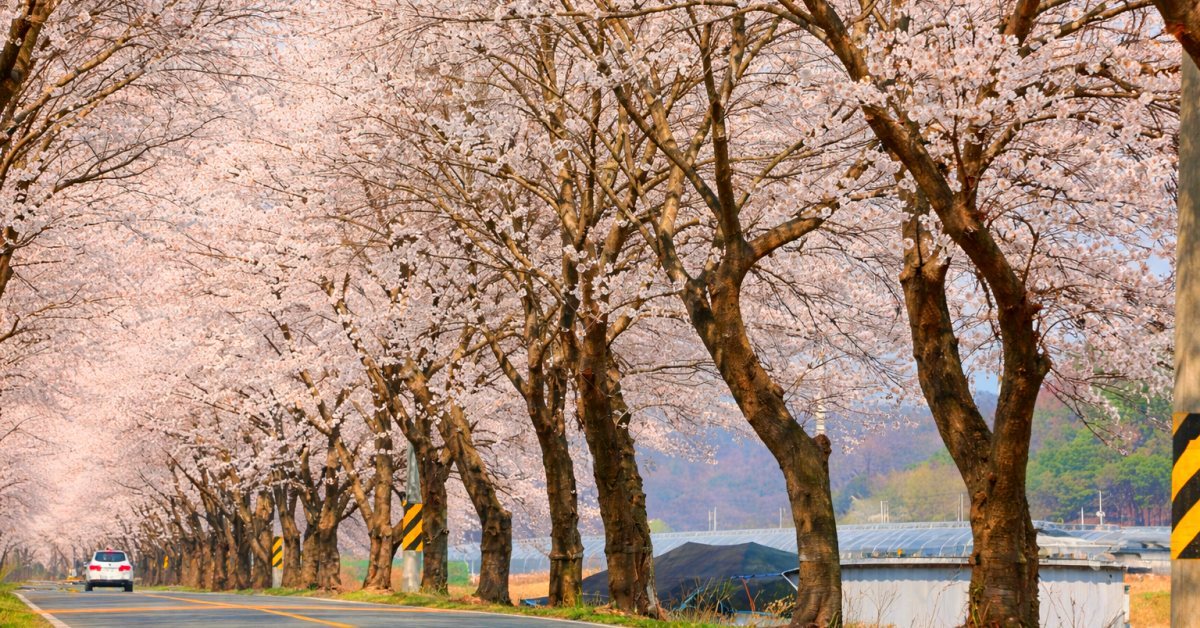 대구에 이런 곳이?.. 무려 1500여 그루 벚꽃나무 늘어서 있는 '국내 명소'