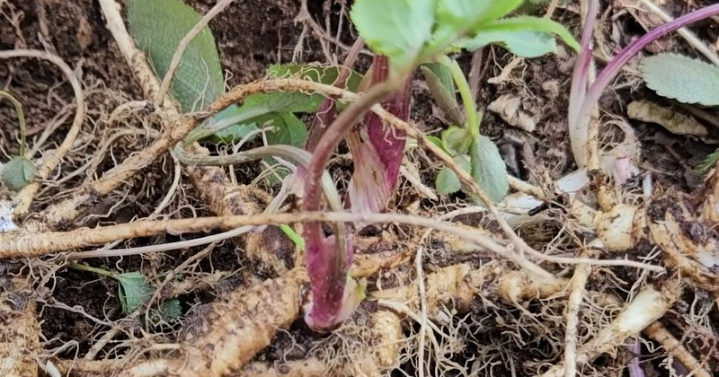 딱 한 뿌리만 먹어도 힘이 불끈...봄에 나는 '천연 보약'이라는 식재료 