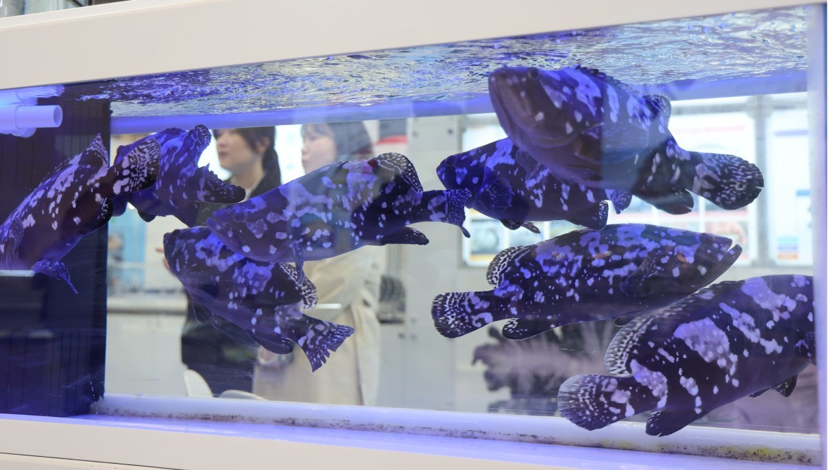 대왕붉바리 자료사진 / 연합뉴스