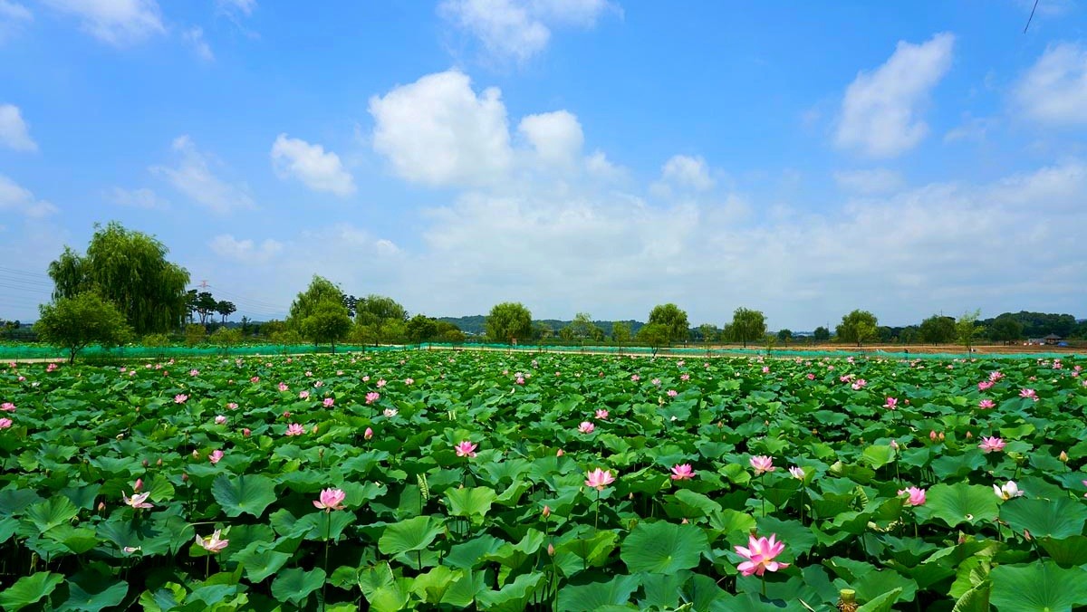당진 합덕제. / 뉴스1