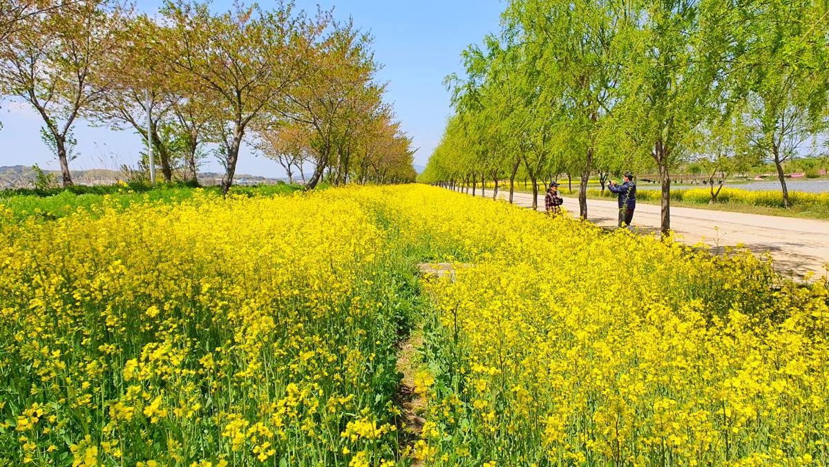 당진 합덕제. / 연합뉴스