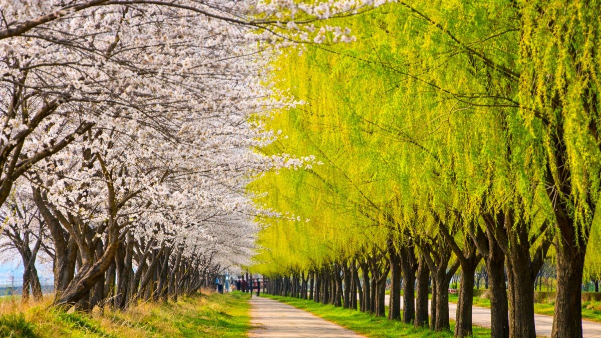 당진 합덕제. / 당진시 공식 블로그, AI