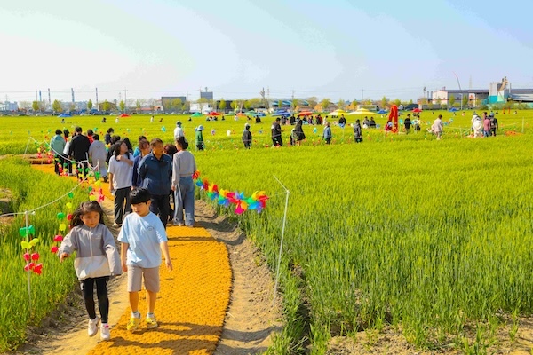 군산꽁당보리축제, 보리랑 봄이랑 21번째 이야기