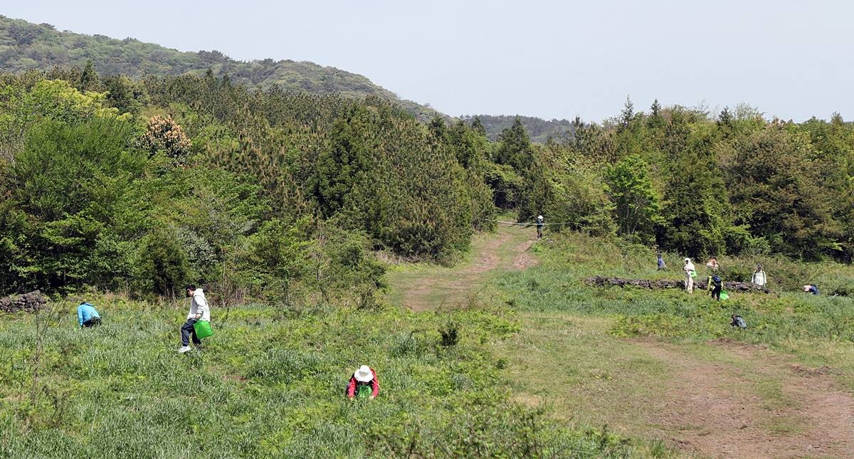 지난해 4월 제주 서귀포시 남원읍 일원에서 열린 제29회 한라산 청정 고사리 축제장에서 방문객들이 고사리를 꺾으며 즐거운 시간을 보내고 있다 / 뉴스1