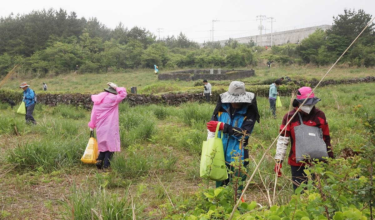 완전 무장 후 제주 고사리 꺾기 / 뉴스1