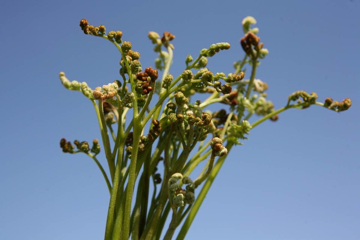 제주 고사리 / 제주관광공사 제공, 연합뉴스