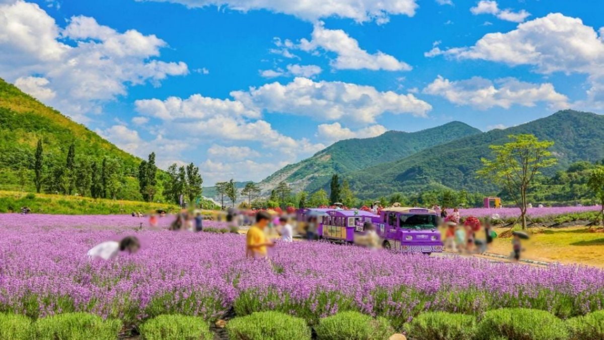 여기가 진짜 폐광이었다고?…에메랄드 호수와 라벤더가 만든 '국내 이색 명소'
