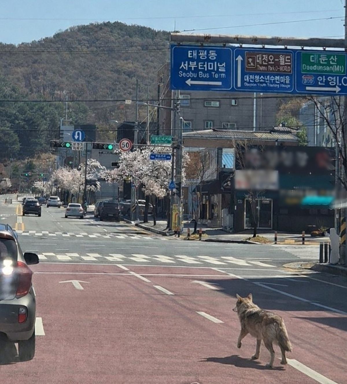 8일 오전 9시 30분쯤 대전시 중구 사정동에 있는 오월드에서 늑대 1마리가 탈출했다. 오월드와 중구, 경찰, 소방 당국 등은 합동으로 수색 및 포획 작업에 나서고 있다. 늑대는 현재 오월드 밖 근처 사거리까지 나간 것으로 확인됐다. 사진은 거리를 배회하는 늑대 모습 / 대전소방본부 제공-연합뉴스