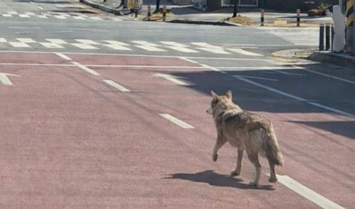 오월드 탈출 늑대, 대전 도심 방면까지 이동…늑대 발견 시 대처법  