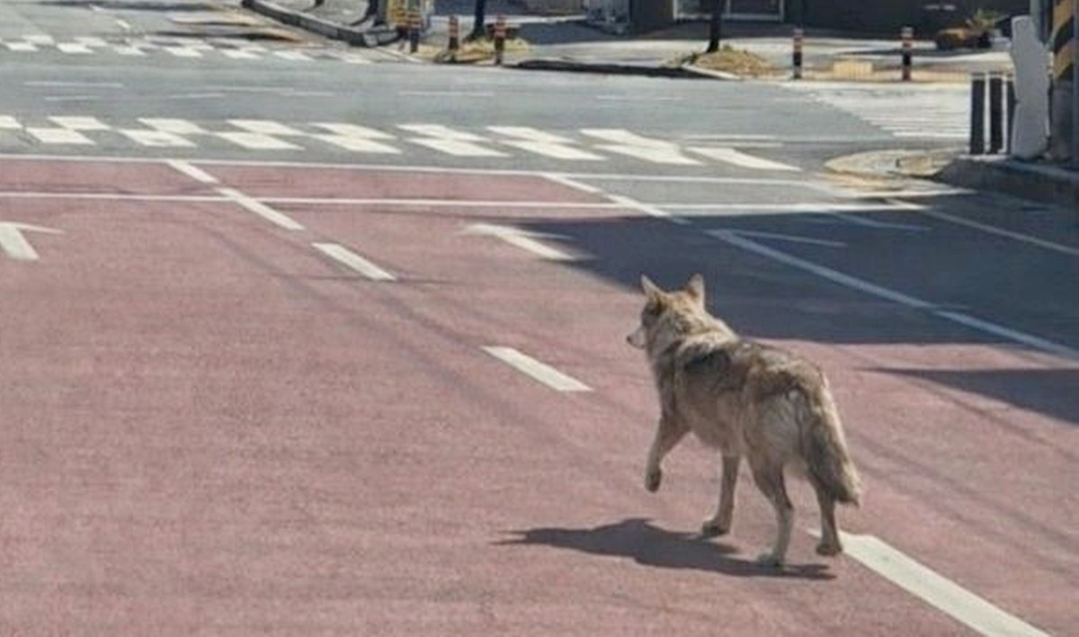 8일 오전 9시 30분쯤 대전시 중구 사정동에 있는 오월드에서 늑대 1마리가 탈출했다. 오월드와 중구, 경찰, 소방 당국 등은 합동으로 수색 및 포획 작업에 나서고 있다. 늑대는 현재 오월드 밖 근처 사거리까지 나간 것으로 확인됐다. 사진은 거리를 배회하는 늑대 모습. 경찰은 '늑대를 발견하더라도 직접 포획하지 말고 즉시 119 또는 112로 신고해 달라'라고 안내했다. / 대전소방본부 제공