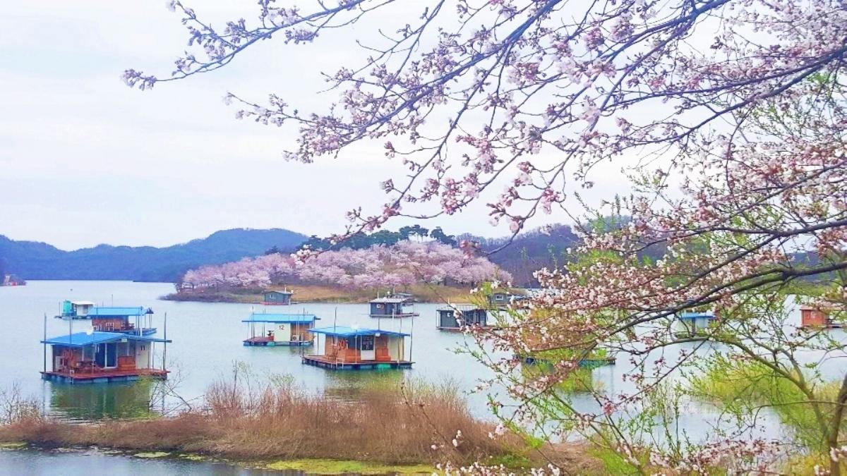 벚꽃 만개한 '꽃섬' / 연합뉴스