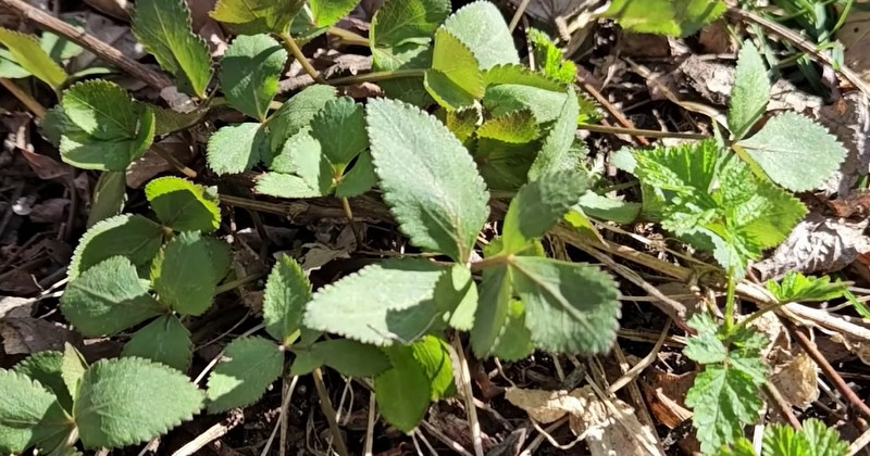 유튜브 '텃밭친구'