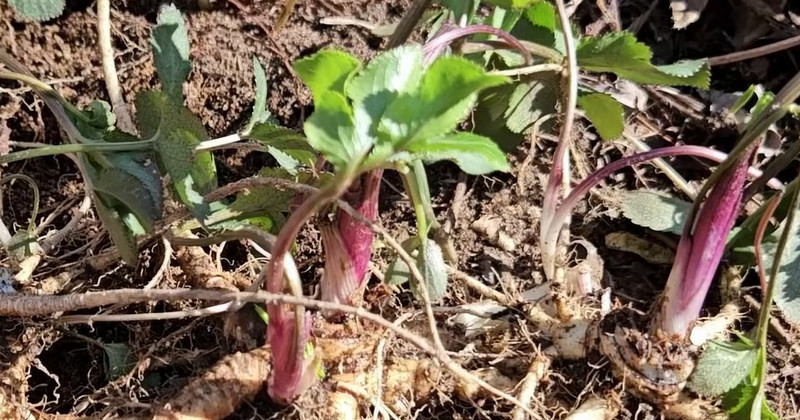 유튜브 '텃밭친구'