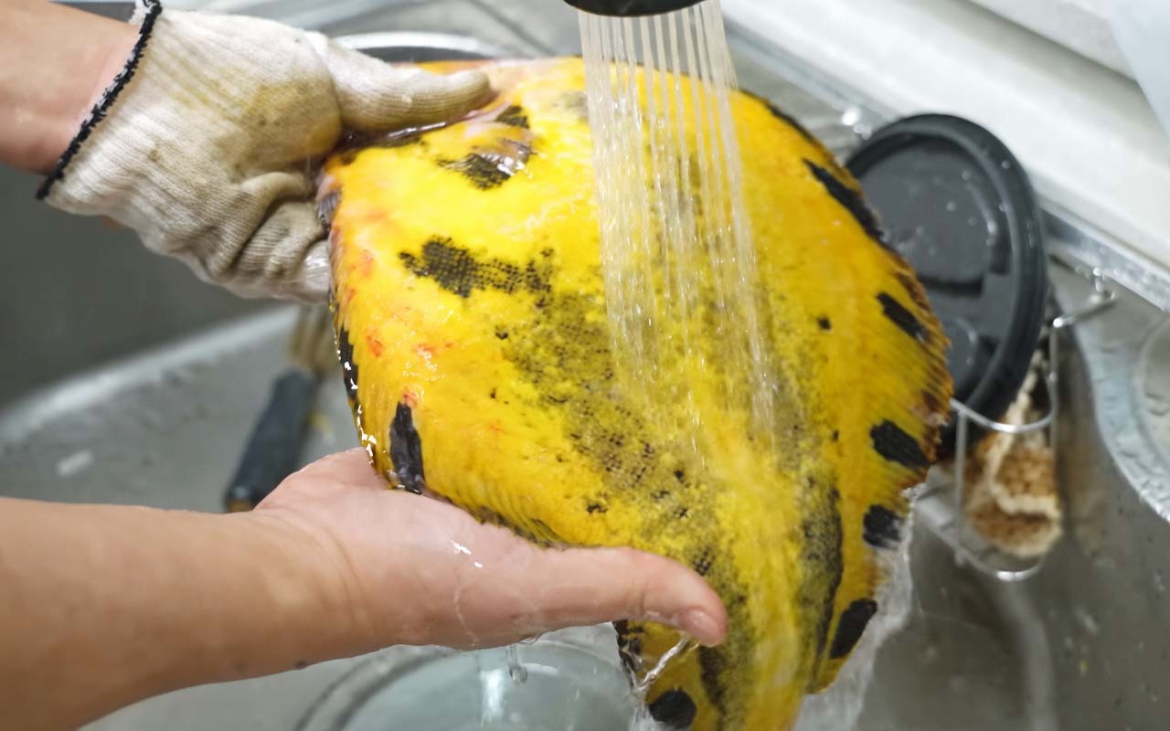 대체 어디서 왔을까... '살면서 다시 만날 수 있을까' 말 나온 초희귀 물고기