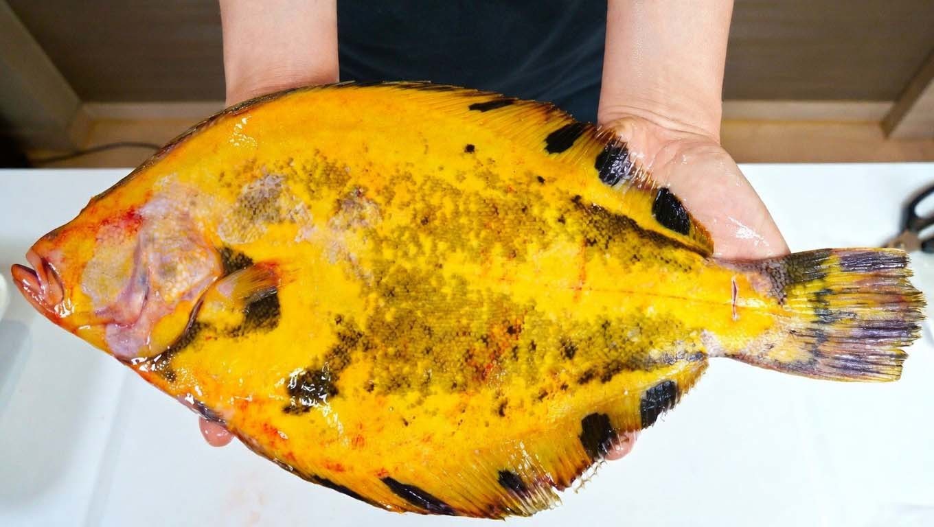 노랑가자미 / '입질의추억TV' 유튜브