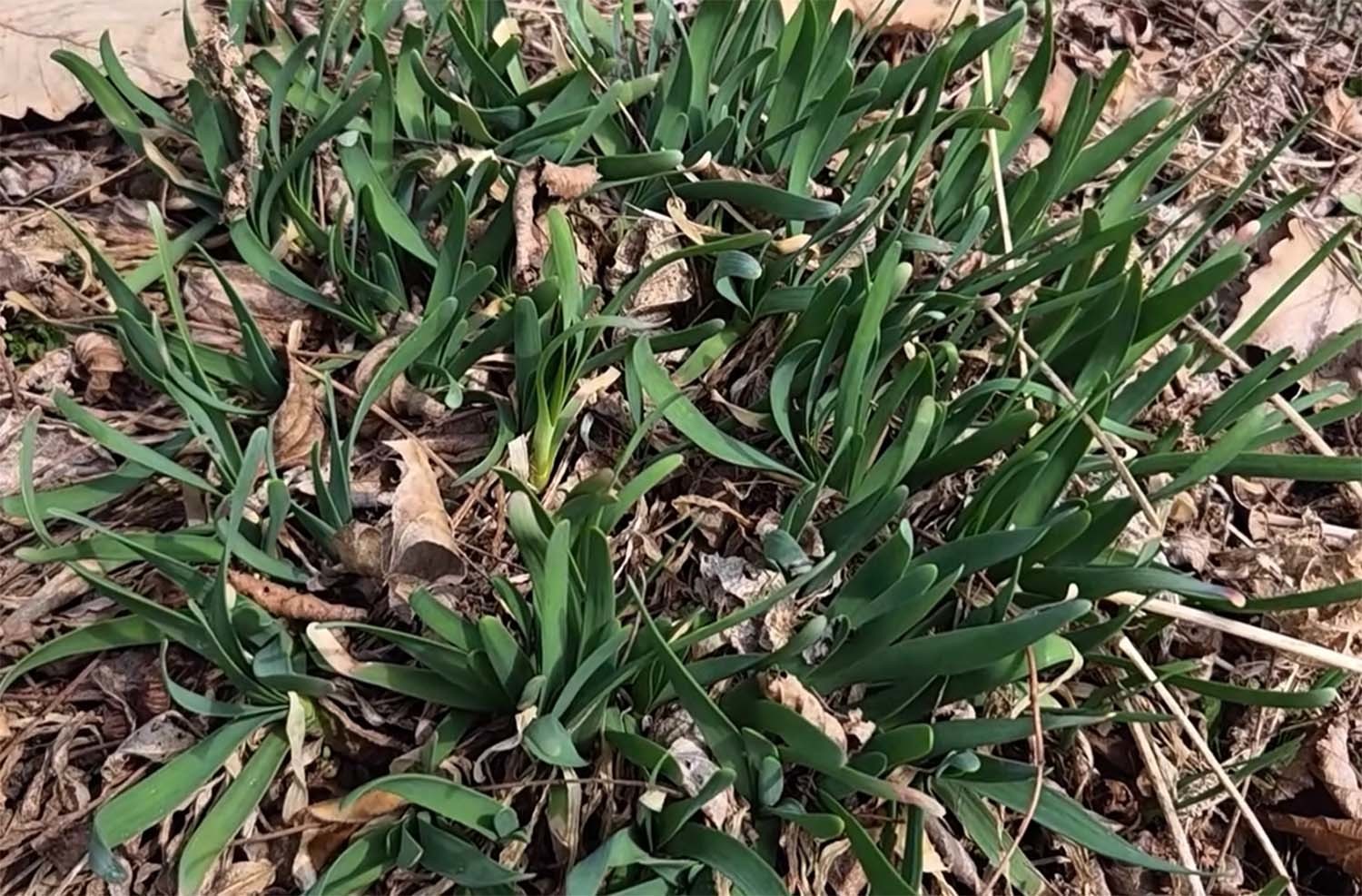 두메부추 / '텃밭친구' 유튜브