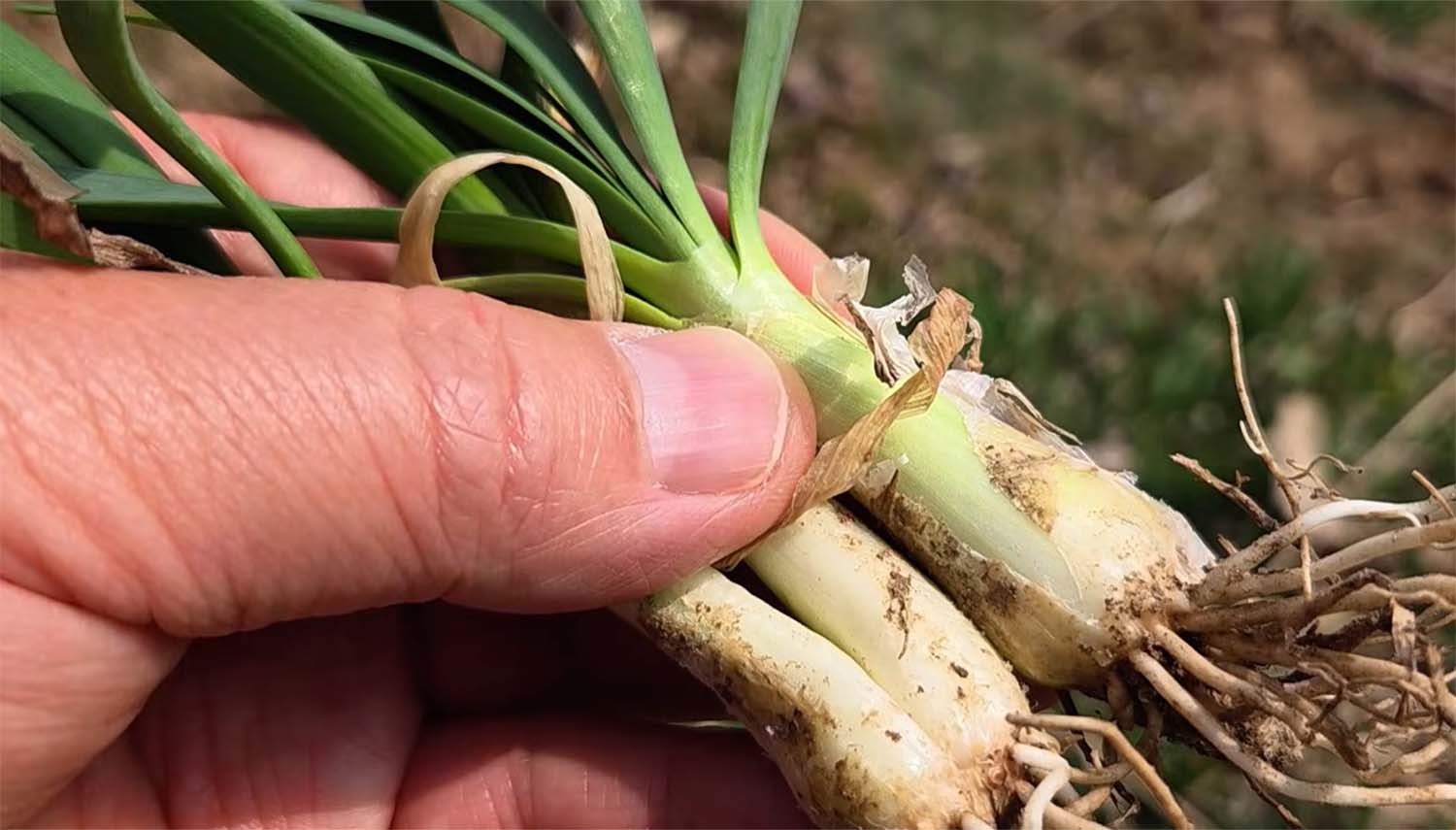 맛있고 영양도 끝내주는데... 야생에서 캐면 처벌받는다는 '한국나물'