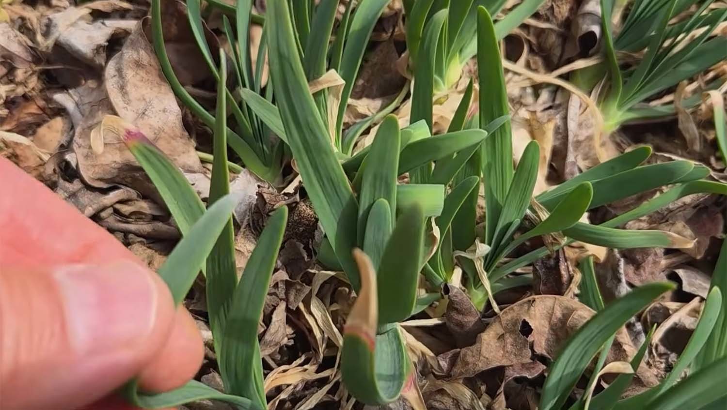 두메부추 / '텃밭친구' 유튜브