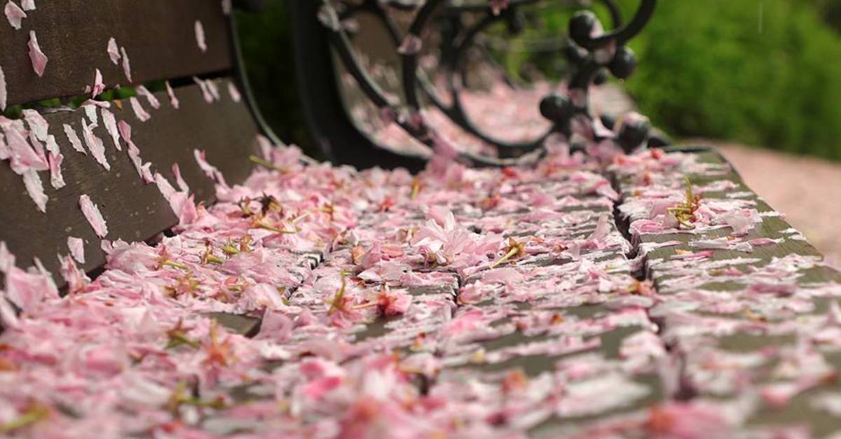 벚꽃 죄다 떨어질 판…누적 최대 250㎜ 이상 ‘물폭탄’ 예고된 이 지역