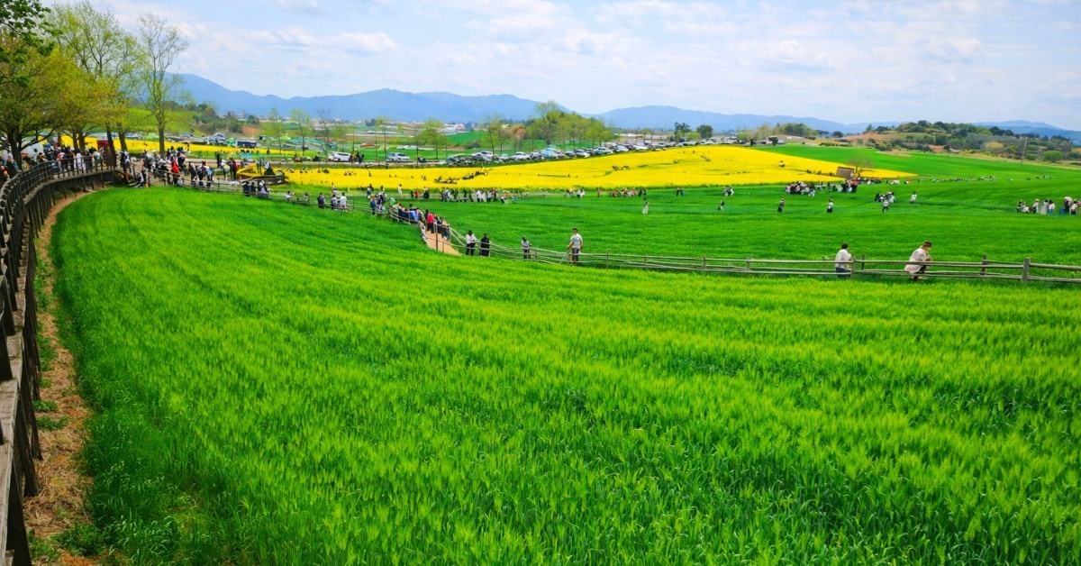 버려진 야산이었는데... 10만 평 초록빛 물결로 대박 터진 한국의 '이곳'