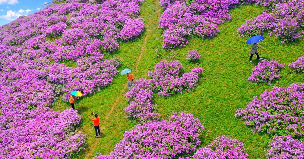 스위스인 줄 알았는데 한국?... 5월에 가면 역대급 풍경 볼 수 있는 '이곳'