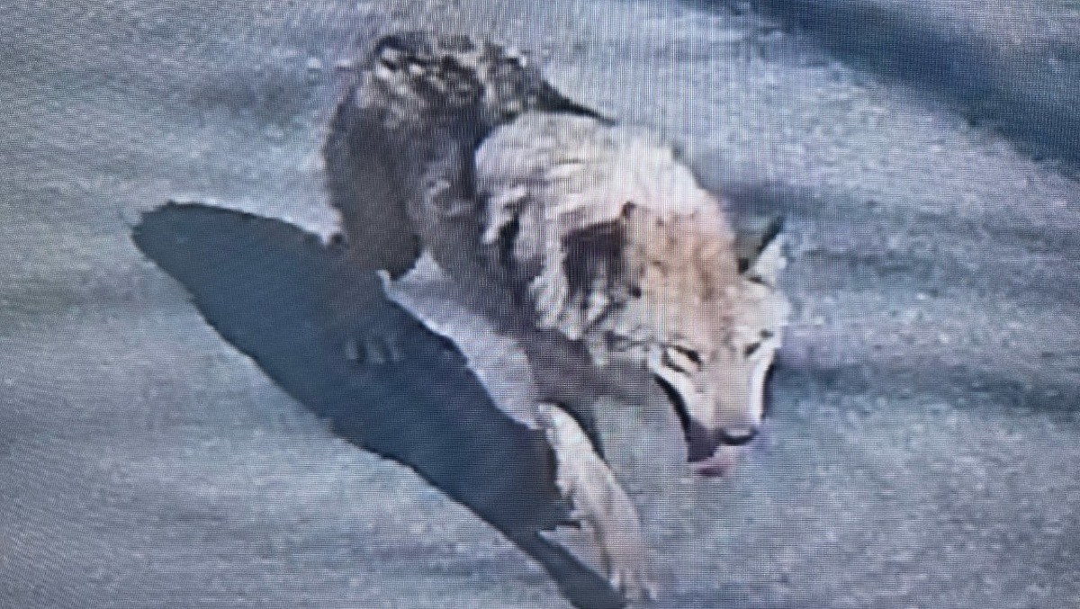 대전 도심에서 목격된 오월드 탈출 늑대 '늑구' / 뉴스1